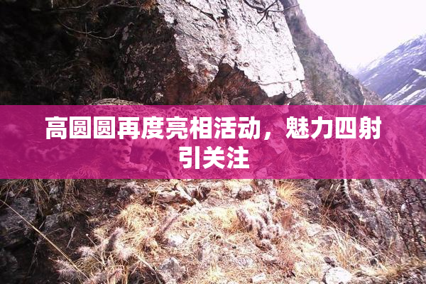 高圆圆再度亮相活动，魅力四射引关注