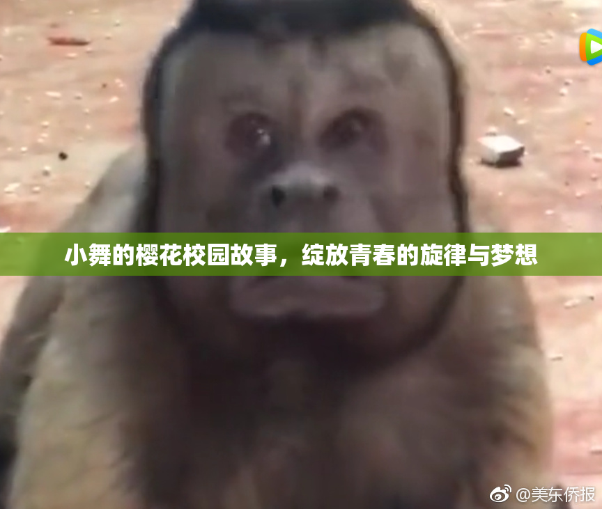 小舞的樱花校园故事，绽放青春的旋律与梦想