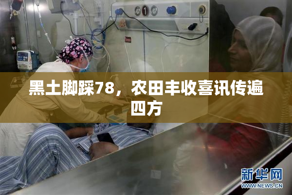 黑土脚踩78，农田丰收喜讯传遍四方