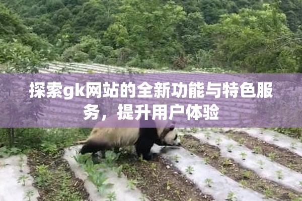 探索gk网站的全新功能与特色服务，提升用户体验