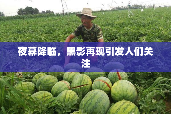 夜幕降临，黑影再现引发人们关注