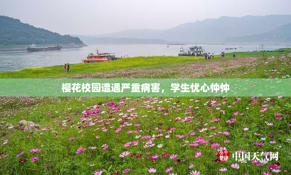 樱花校园遭遇严重病害，学生忧心忡忡
