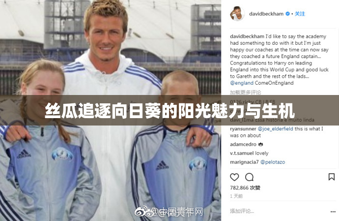 丝瓜追逐向日葵的阳光魅力与生机