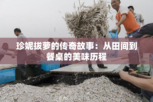 珍妮拔萝的传奇故事：从田间到餐桌的美味历程