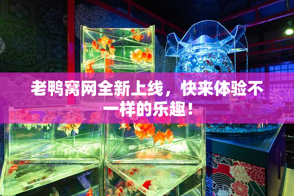 老鸭窝网全新上线，快来体验不一样的乐趣！