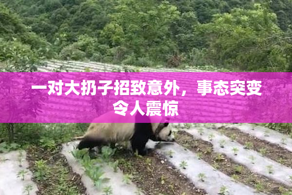 一对大扔子招致意外，事态突变令人震惊