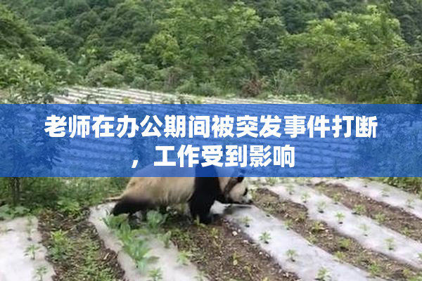 老师在办公期间被突发事件打断，工作受到影响