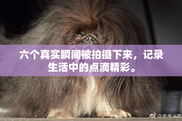 六个真实瞬间被拍摄下来，记录生活中的点滴精彩。