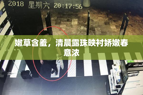 嫩草含羞，清晨露珠映衬娇嫩春意浓