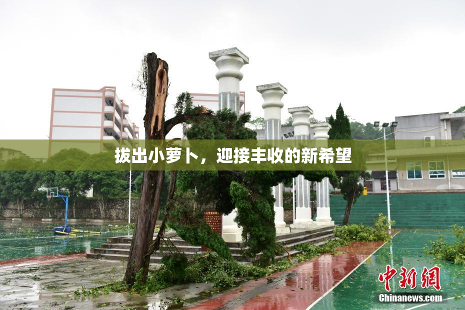 拔出小萝卜，迎接丰收的新希望