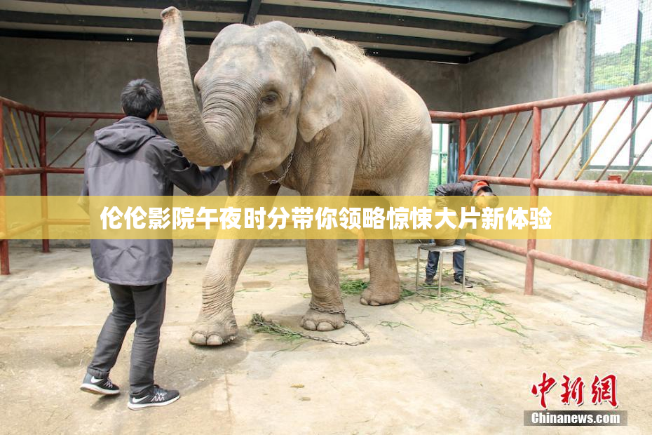 伦伦影院午夜时分带你领略惊悚大片新体验
