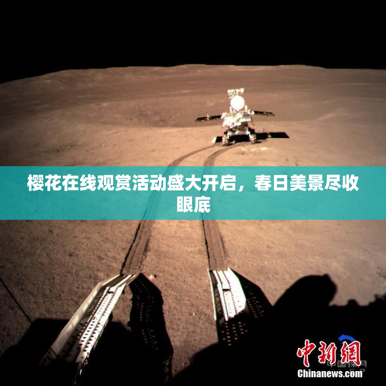 樱花在线观赏活动盛大开启，春日美景尽收眼底