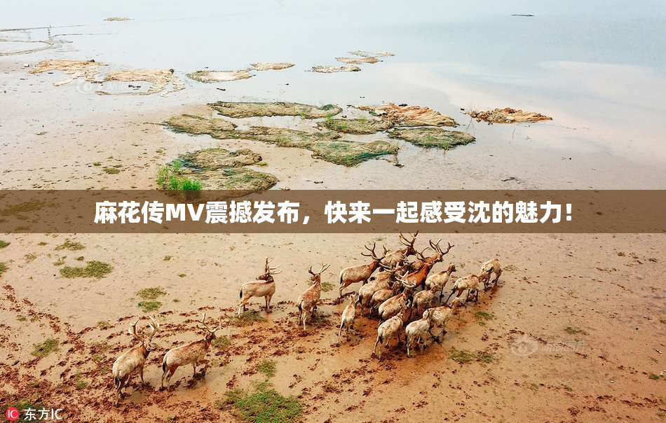 麻花传MV震撼发布，快来一起感受沈的魅力！