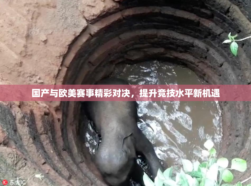 国产与欧美赛事精彩对决，提升竞技水平新机遇