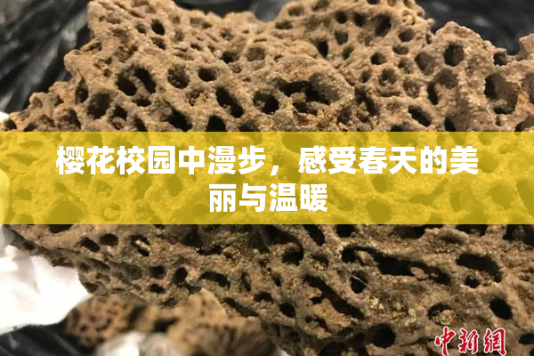 樱花校园中漫步，感受春天的美丽与温暖