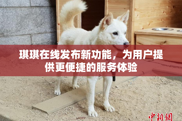 琪琪在线发布新功能，为用户提供更便捷的服务体验