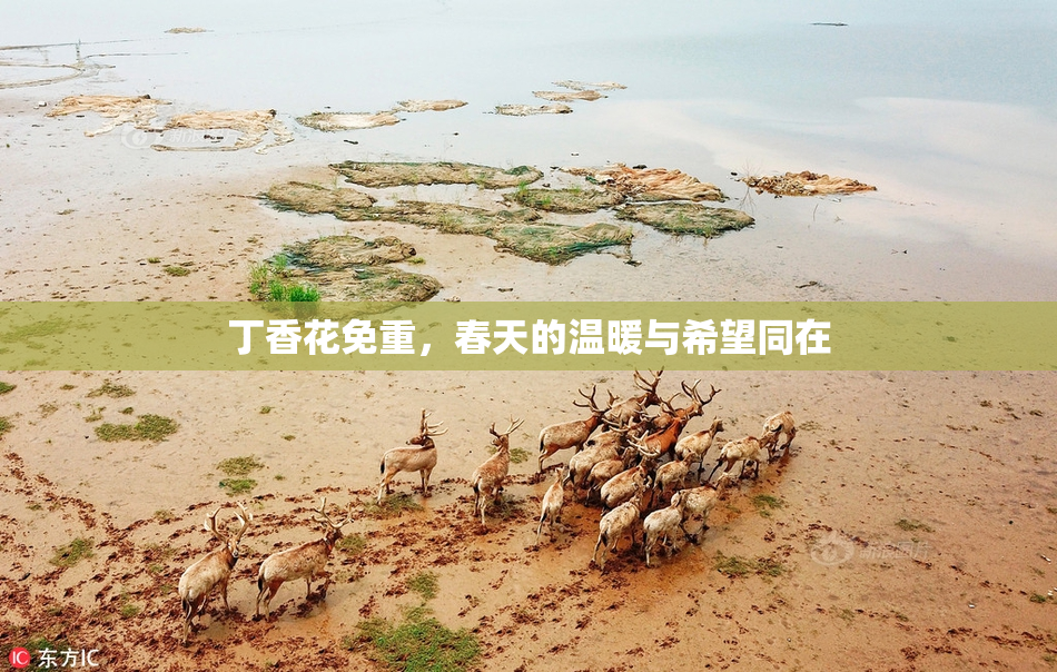 丁香花免重，春天的温暖与希望同在