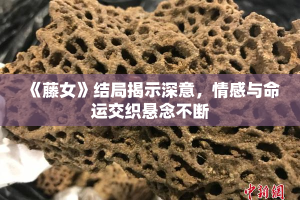 《藤女》结局揭示深意，情感与命运交织悬念不断
