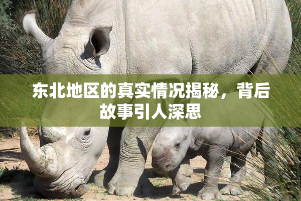 东北地区的真实情况揭秘，背后故事引人深思