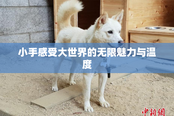 小手感受大世界的无限魅力与温度