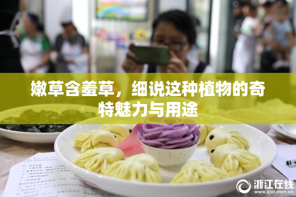 嫩草含羞草，细说这种植物的奇特魅力与用途