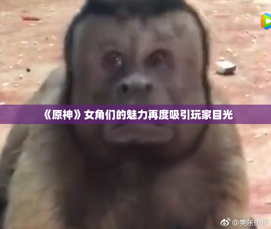《原神》女角们的魅力再度吸引玩家目光