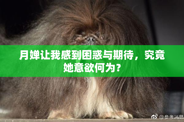月婵让我感到困惑与期待，究竟她意欲何为？
