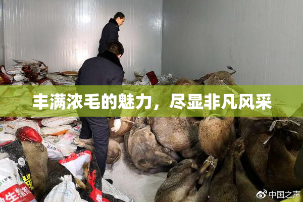 丰满浓毛的魅力，尽显非凡风采
