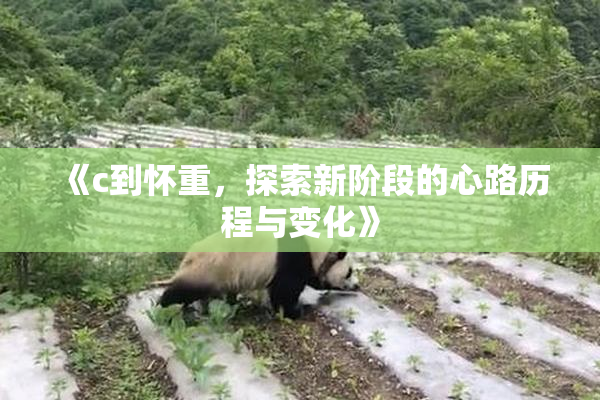 《c到怀重，探索新阶段的心路历程与变化》