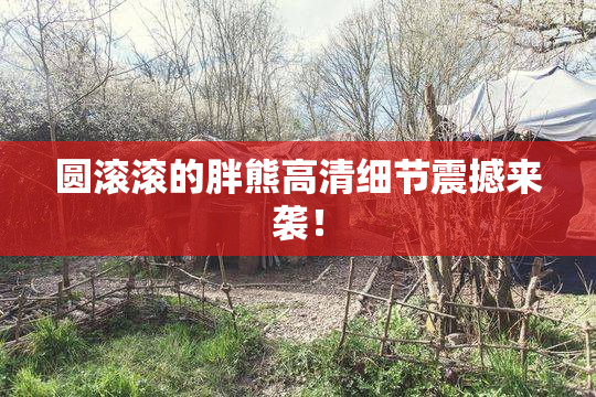 圆滚滚的胖熊高清细节震撼来袭！