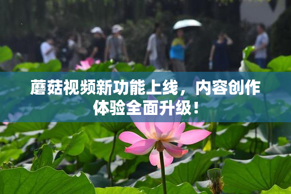 蘑菇视频新功能上线，内容创作体验全面升级！