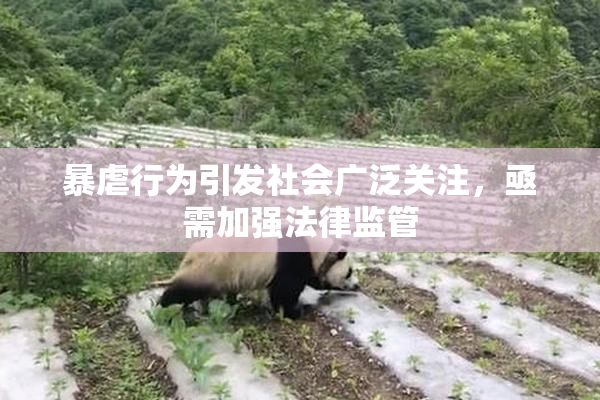 暴虐行为引发社会广泛关注，亟需加强法律监管
