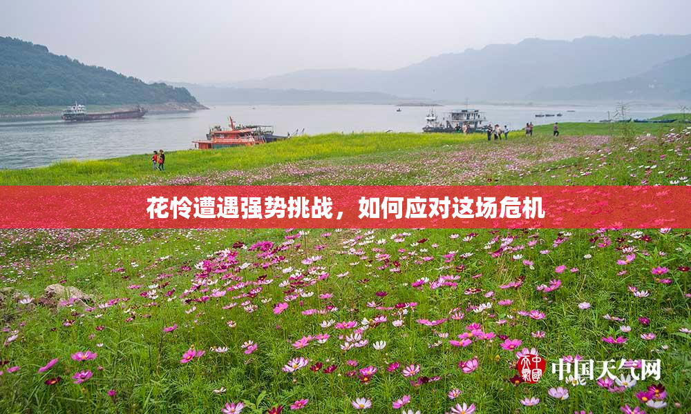 花怜遭遇强势挑战，如何应对这场危机
