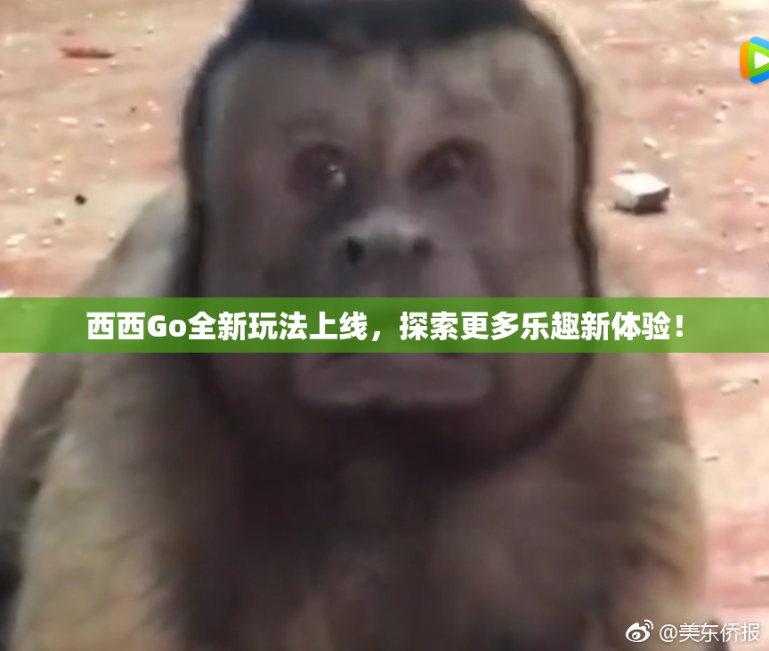 西西Go全新玩法上线，探索更多乐趣新体验！