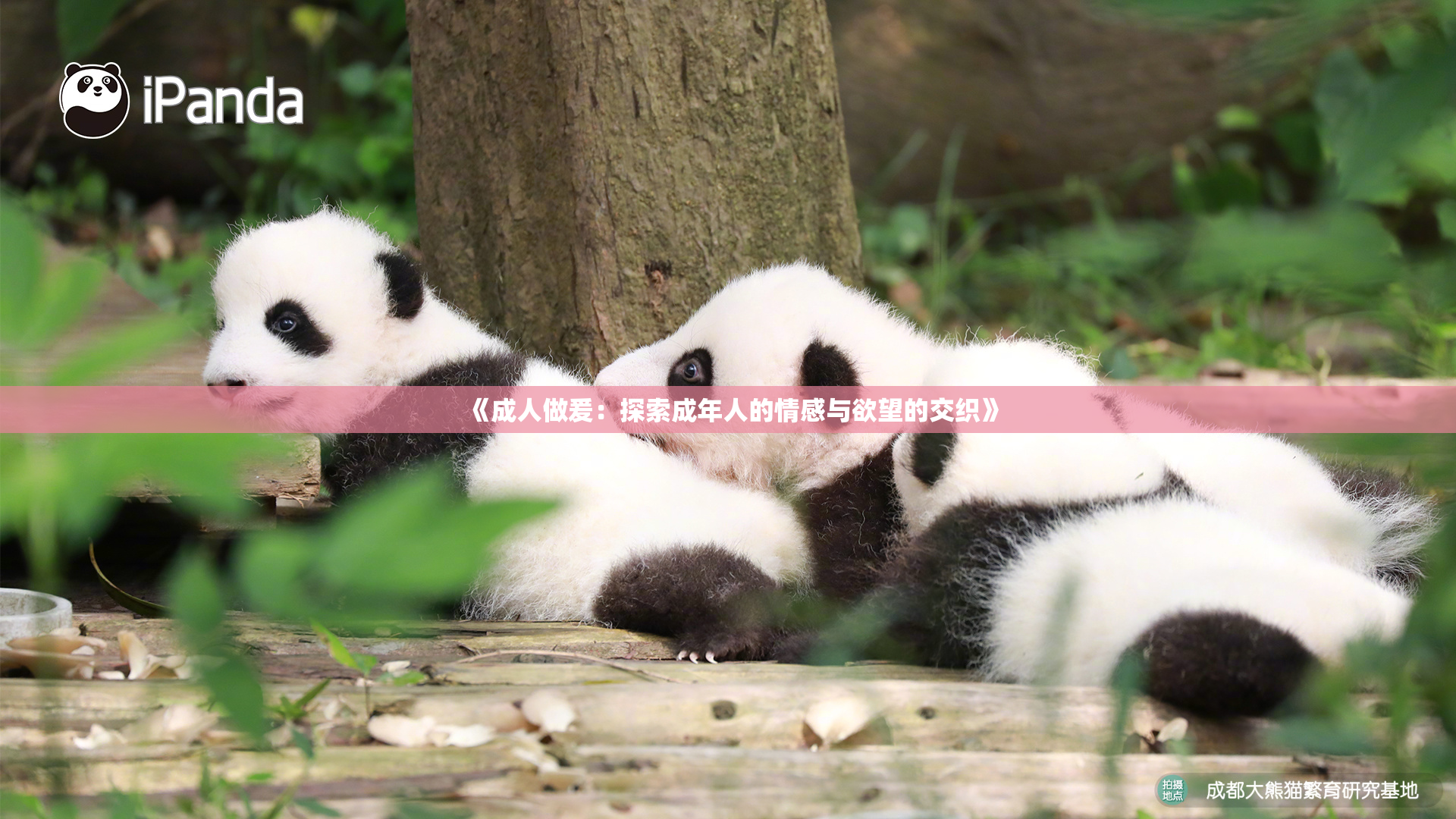 《成人做爰：探索成年人的情感与欲望的交织》