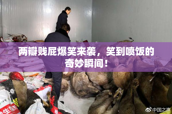 两瓣贱屁爆笑来袭，笑到喷饭的奇妙瞬间！