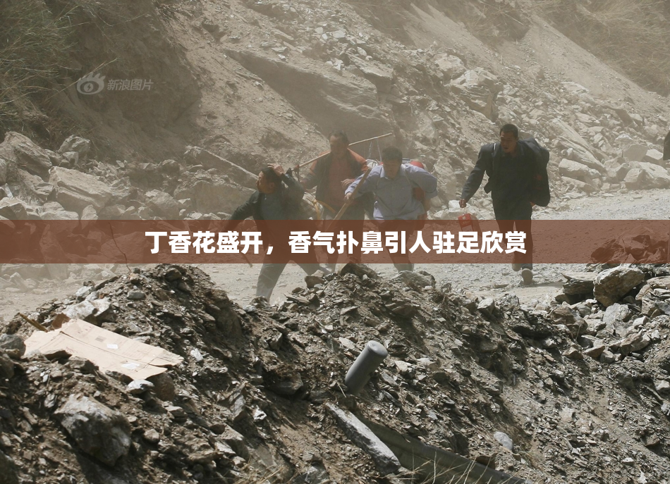 丁香花盛开，香气扑鼻引人驻足欣赏