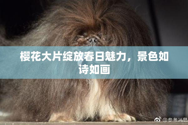 樱花大片绽放春日魅力，景色如诗如画
