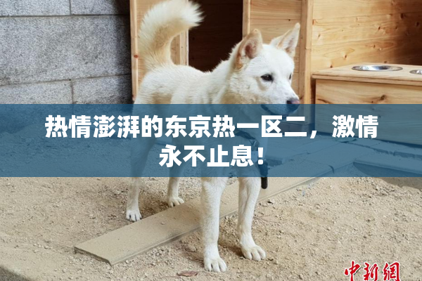 热情澎湃的东京热一区二，激情永不止息！