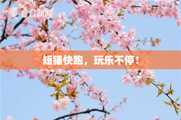 短猫快跑，玩乐不停！