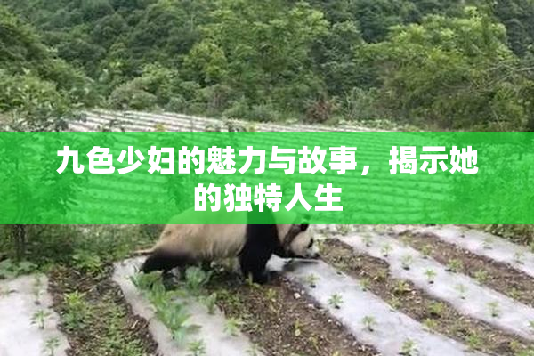 九色少妇的魅力与故事，揭示她的独特人生