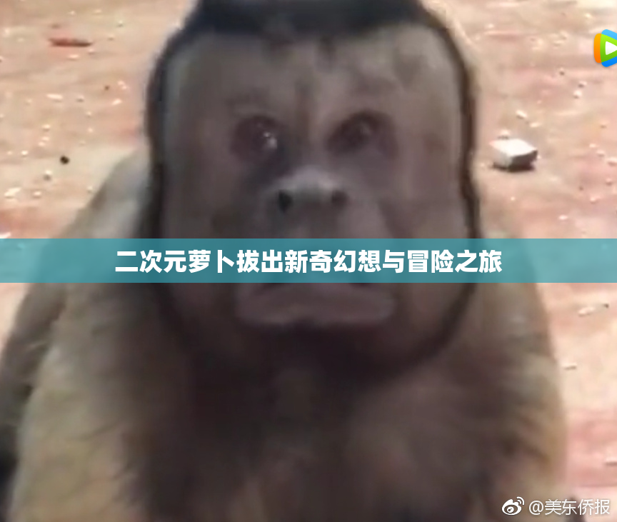二次元萝卜拔出新奇幻想与冒险之旅