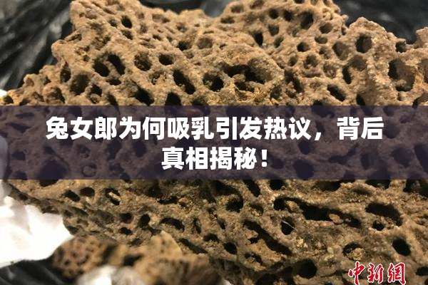 兔女郎为何吸乳引发热议，背后真相揭秘！