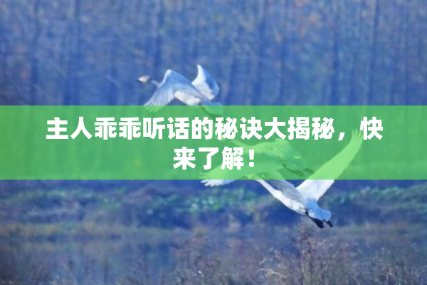 主人乖乖听话的秘诀大揭秘，快来了解！