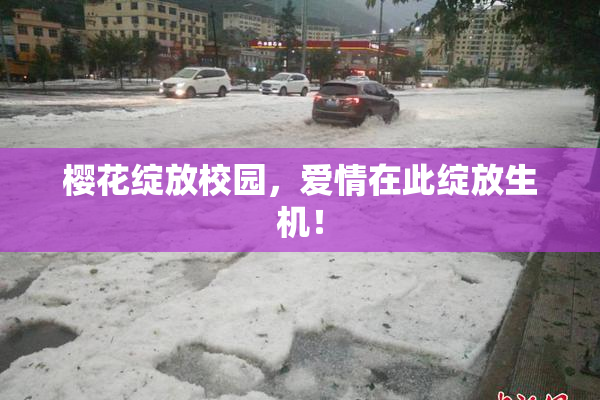 樱花绽放校园，爱情在此绽放生机！