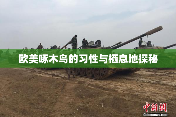欧美啄木鸟的习性与栖息地探秘