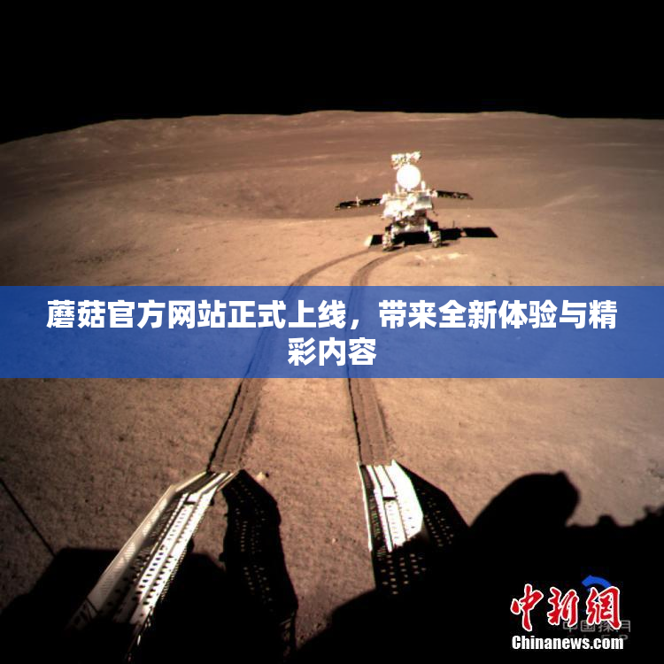 蘑菇官方网站正式上线，带来全新体验与精彩内容