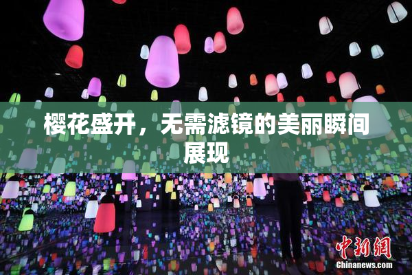 樱花盛开，无需滤镜的美丽瞬间展现