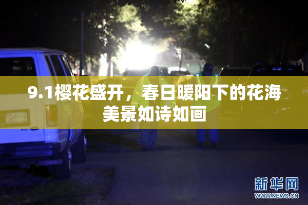 9.1樱花盛开，春日暖阳下的花海美景如诗如画