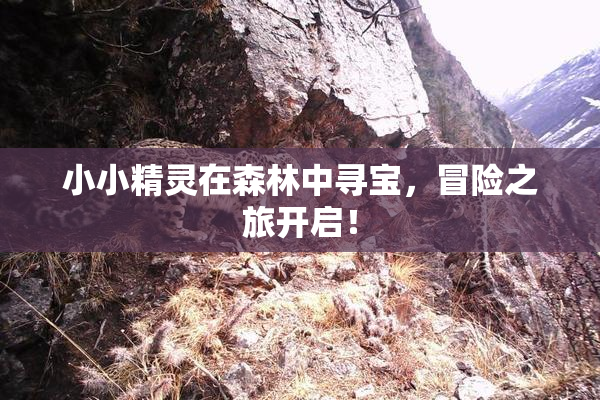 小小精灵在森林中寻宝，冒险之旅开启！